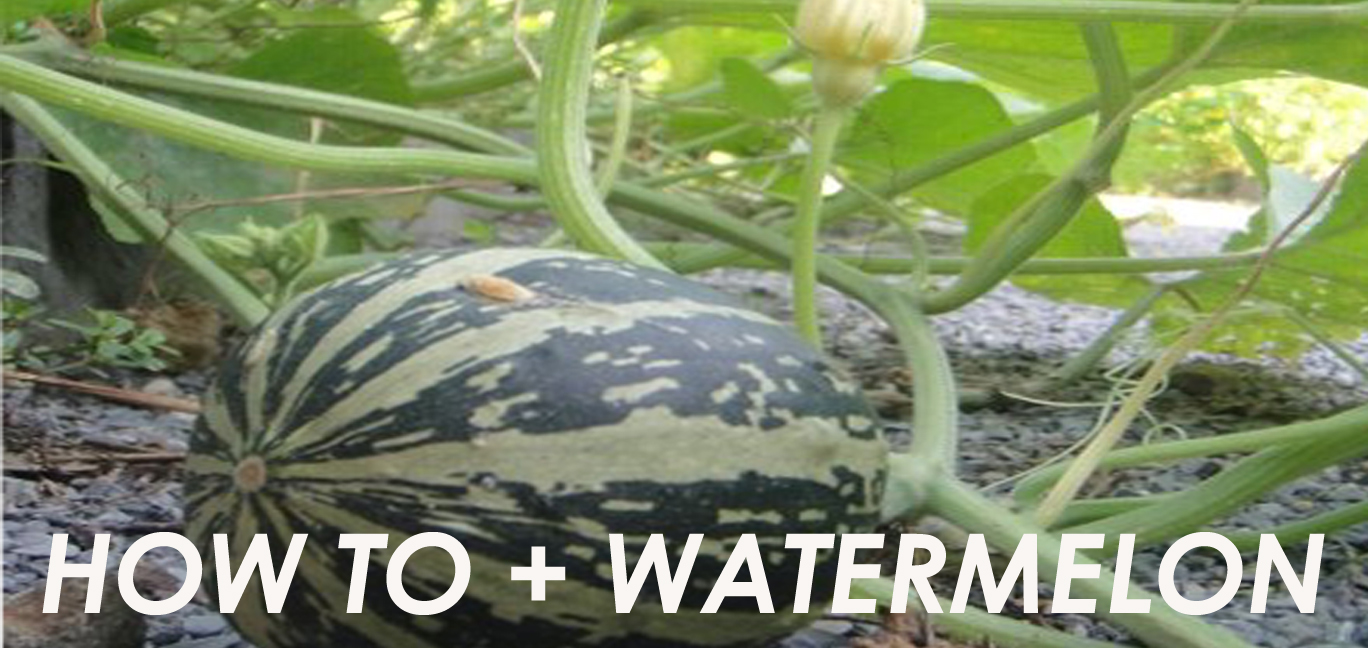 HOW TO CUT A WATERMELON + HOW TO SERIES